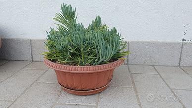 Pianta succulenta - Senecio mandraliscae