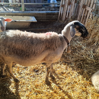 20 pecore malavizze incrociate