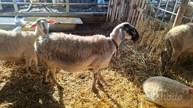 20 pecore malavizze incrociate