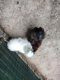 galli e galline ornamentali morosetta