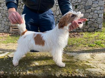Jack Russell terrier