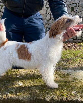 Jack Russell terrier