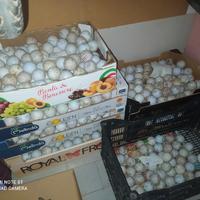 Palline da golf - campo pratica 