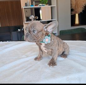 Bulldog francese
