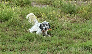 Setter Inglese pronta caccia