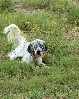 Setter Inglese pronta caccia