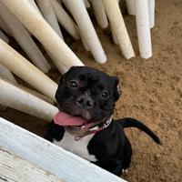American bully