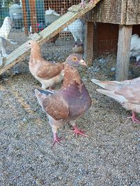 Femmine California doppiopetto