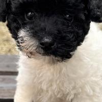 Barboncino con pedigree Enci