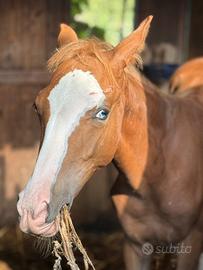 Cavallo
