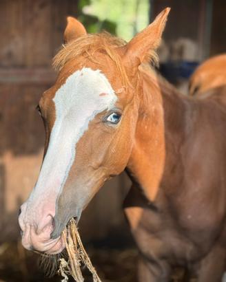 Cavallo