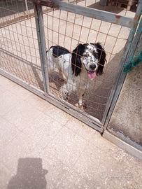 Springer Maschio