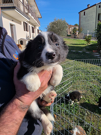 Disponibili cuccioli di Border-Collie