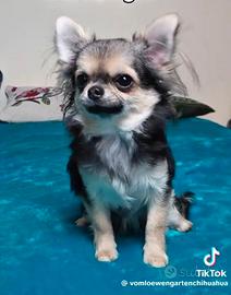 Chihuahua femminuccia di pelo lungo