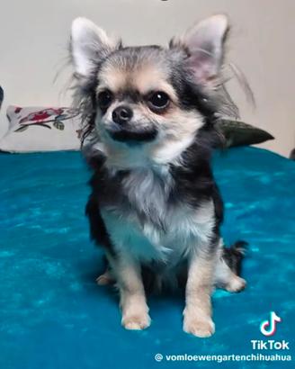 Chihuahua femminuccia di pelo lungo