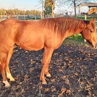 Puledro Quarter Horse 23 mesi