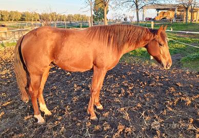Puledro Quarter Horse 22 mesi