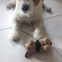 Stallone jack russel disponibile per monta