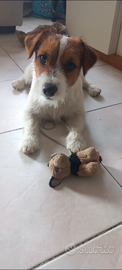 Stallone jack russel disponibile per monta