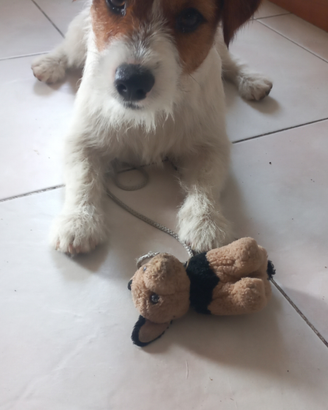 Stallone jack russel disponibile per monta