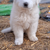 Cucciola pastore maremmano abruzzese