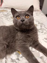 ? British Shorthair femmina 5 mesi - vaccinata