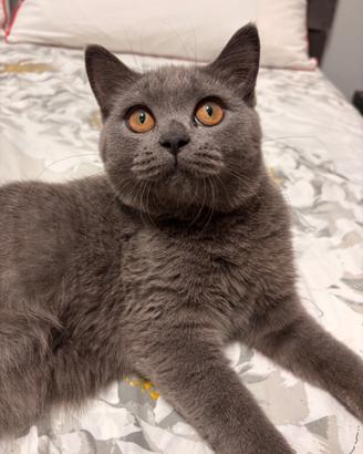 ? British Shorthair femmina 5 mesi - vaccinata