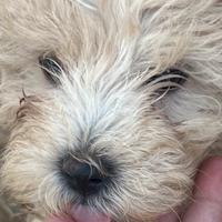 Cuccioli maltipoo