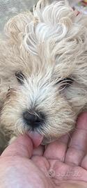 Cuccioli maltipoo