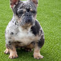 Femmina bulldog francese