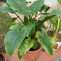 Calla bianca in vaso