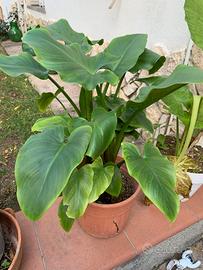 Calla bianca in vaso