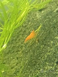 Caridine Orange Sakura