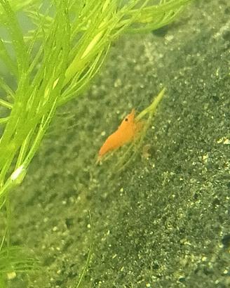 Caridine Orange Sakura