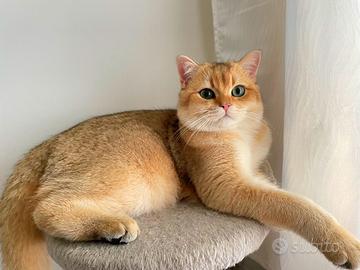 Monta British Short-hair