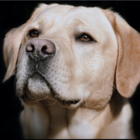 Labrador retriever maschio