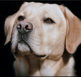 Labrador retriever maschio