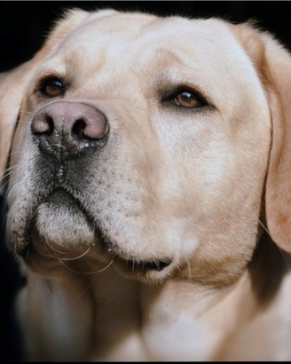 Labrador retriever maschio
