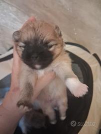 Disponibili spitz pomerania