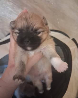 Disponibili spitz pomerania
