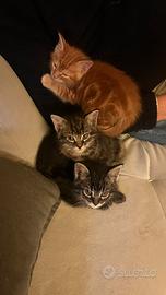 Cuccioli di Maine Coon