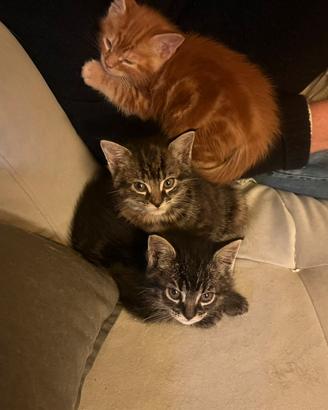 Cuccioli di Maine Coon