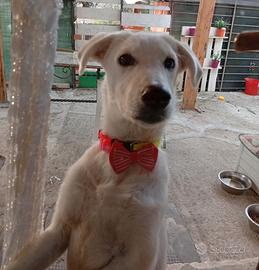 Cucciola taglia media piccola