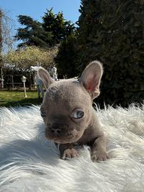 Cuccioli bulldog francese