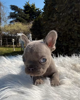Cuccioli bulldog francese