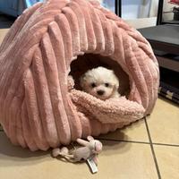 Maltesi maltese maltesi