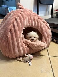 Maltesi maltese maltesi