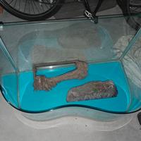 terraio per tartarughe 
