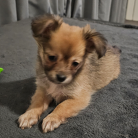 Cucciolo Toy Chihuahua