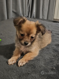 Cucciolo Toy Chihuahua